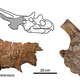 Illustration for article titled Mercuriceratops: flashy Cadillac of the late Cretaceous
